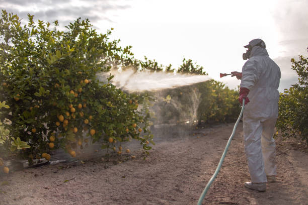 Wasp Removal Services in Hilbert, WI