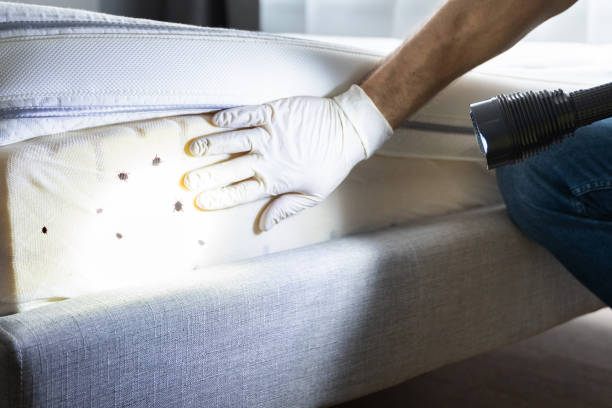 Best Insect Control  in Hilbert, WI
