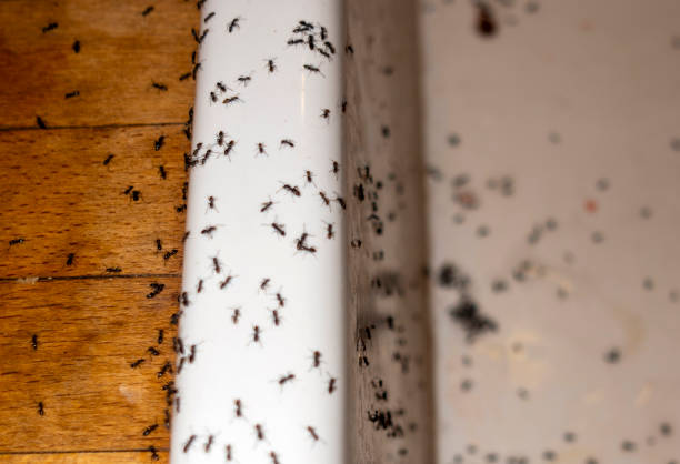 Best Pest Prevention Services  in Hilbert, WI